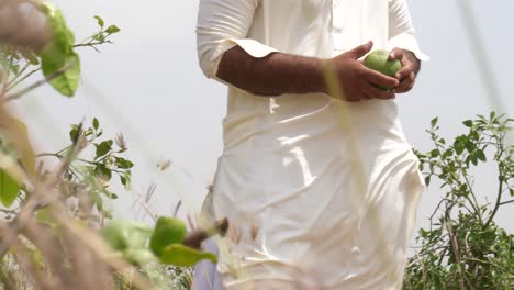 Close-up-shot-of-man-hand-harvesting-green-lemon-from-the-tree