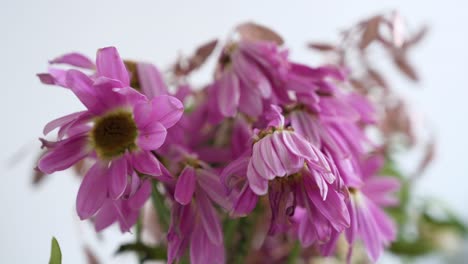 Close-up-view-of-a-boutique-featuring-a-variety-of-wilting,-rotting,-and-dried-up-pink-flowers