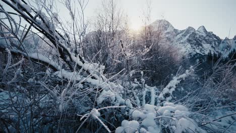 Snow-draped-branches-silhouetted-against-a-breathtaking-mountain-sunset