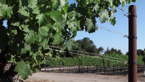 saludables vides de uva cabernet sauvignon verde oscuro y un enrejado de alambre