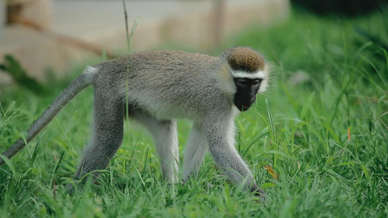 mono vervet pastando en una exuberante hierba verde