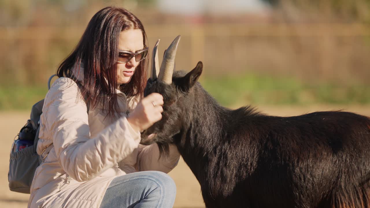 Woman gently petting an african dwarf goat in a farm