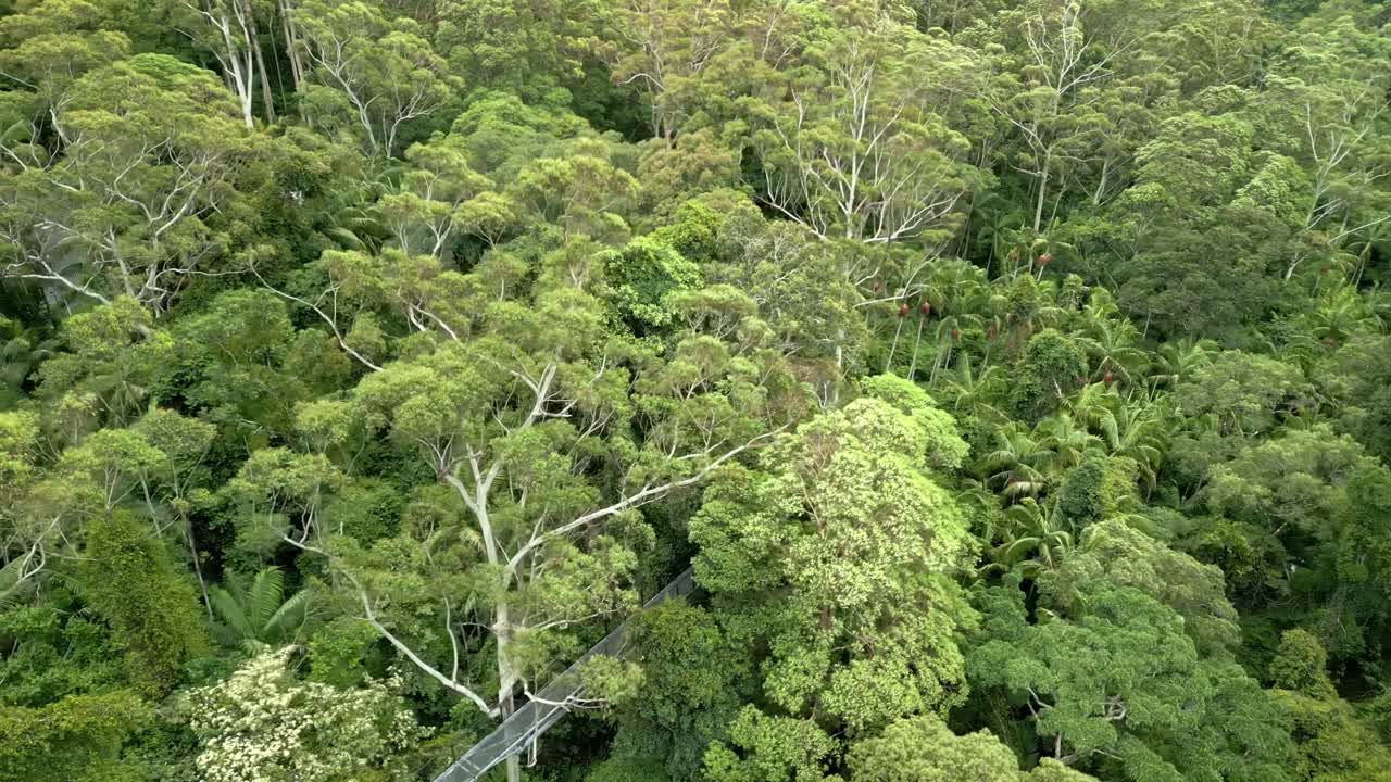 Drone footage soaring above the lush Gold Coast Hinterland, showcasing dense rainforest canopy with rolling green hills in the background, highlighting the region’s natural beauty.