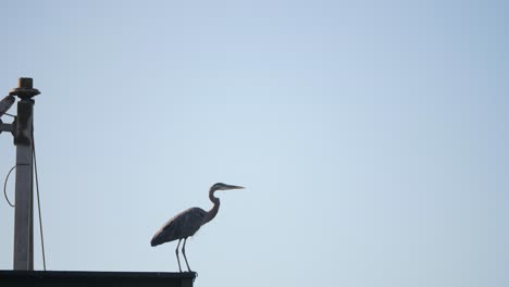 slow motion, medium shot of a great blue heron on a dock taking flight