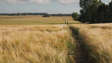 Goldenes,-Reifes-Gerstenfeld-Mit-Hellem-Sommersonnenschein,-Schönheit-Der-Landschaft,-Erntezeit,-Ohren,-Die-Sich-Im-Wind-Wiegen