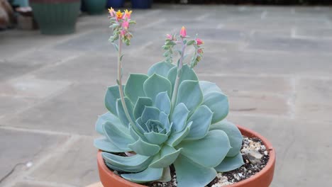 Sukkulente,-Echeveria-Secunda-Pumila-In-Blüte