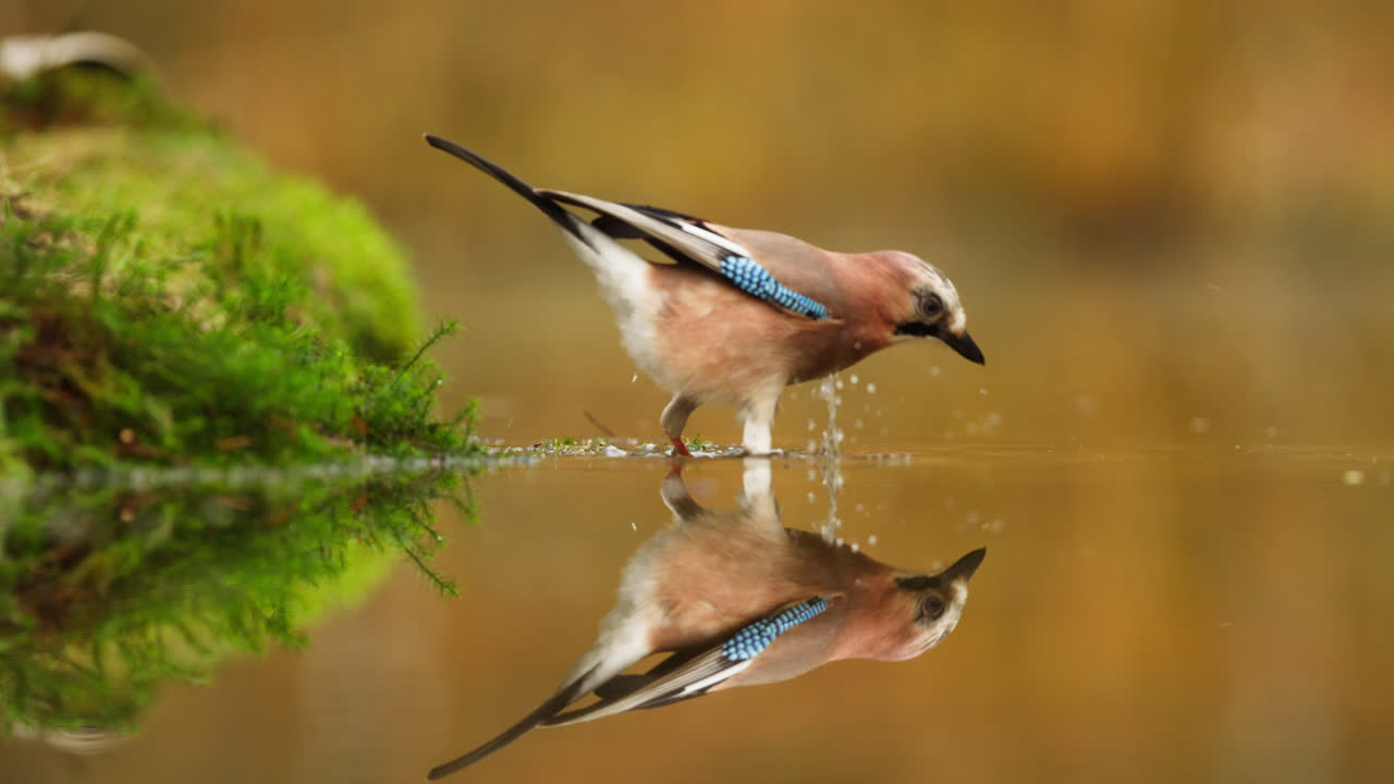 el jay eurasiático bebiendo agua en el bosque de otoño