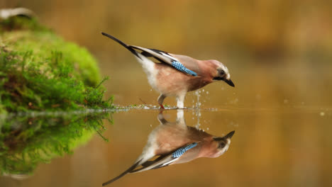 eurasian jay drinking water in autumn forest