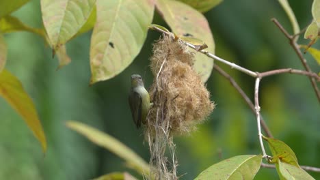 mother orange bellied flowerpecker bird feeds her chicks in the nest