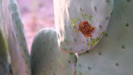 gusanos comiendo en la carne de opuntia perra espinosa cactus nopal en karoo, primer plano