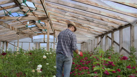 view from the back: a man walks in a greenhouse inspecting roses in gloves.