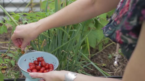 Nahaufnahme-Einer-Frau,-Die-Kirschtomaten-In-Ihrem-Garten-Auswählt