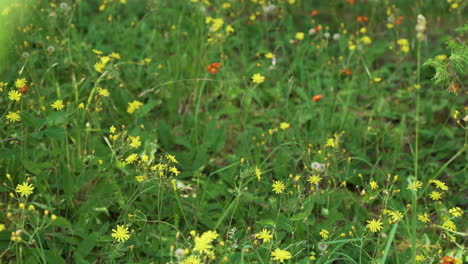 flores silvestres con pincel indio floreciendo en el campo