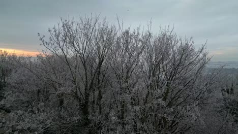 slow motion cinematic aerial drone footage of trees in winter without leaves and coverd in freezing frost