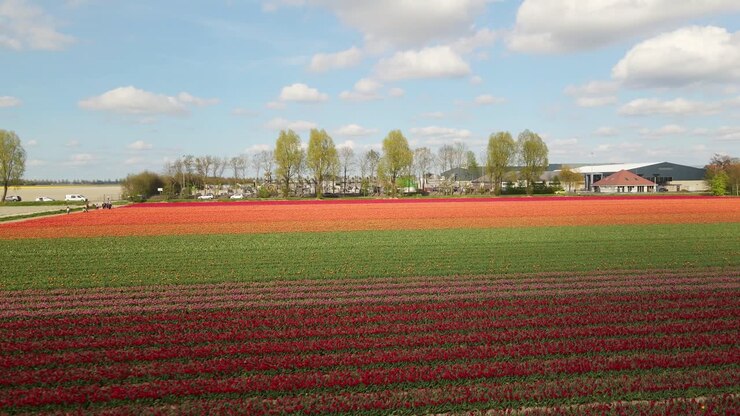 Discesa in un campo fiorito di tulipani colorati nei Paesi Bassi.