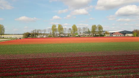 descenso en el colorido campo de flores de tulipán en los países bajos