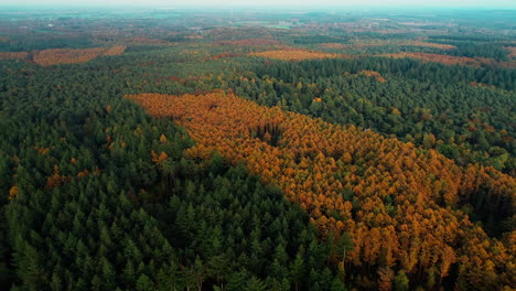 Panorama-Del-Exuberante-Bosque-En-Colores-Otoñales-En-Doorn,-Utrechtse-Heuvelrug-En-Los-Países-Bajos-Centrales