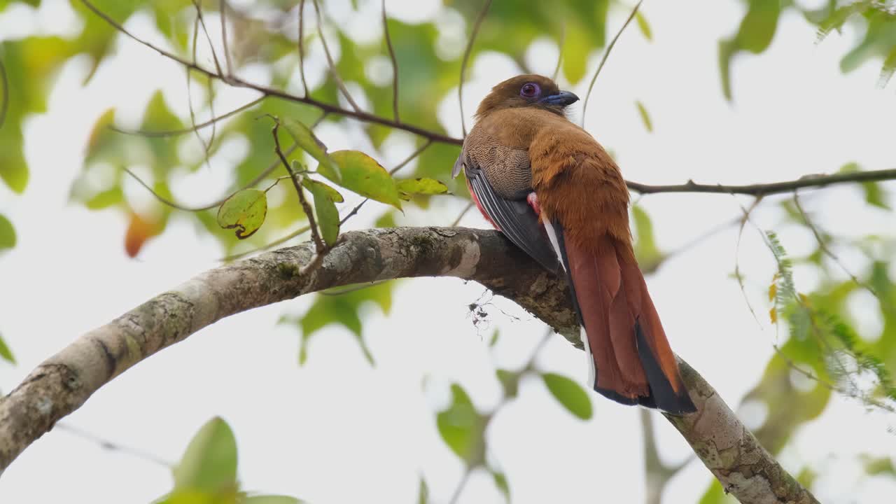 mirando hacia la derecha sobre su ala derecha mientras mueve su cola, trogon harpactes erythrocephalus de cabeza roja, hembra, tailandia