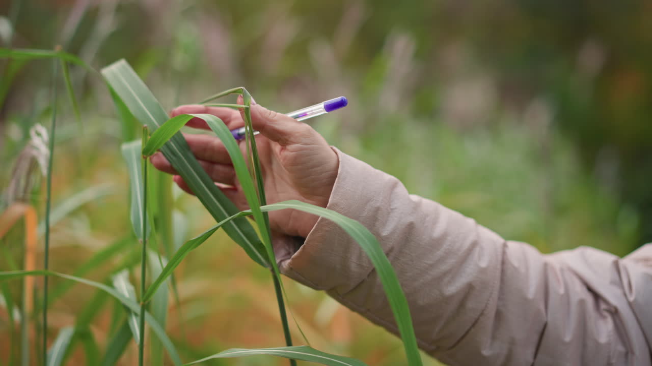 close up of outstretched arm in beige coat gently touching tall green grass with pen held between fingers, evoking curiosity and peaceful connection with nature in lush outdoor setting during autumn