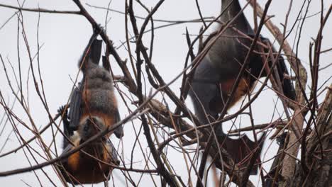 Fruit-Bats-Hanging-Upside-Down-from-Tree-Cleaning-Themselves,-Day-time-Maffra,-Victoria,-Australia