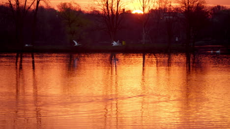 slow motion footage of trumpeter swans flying at sunrise