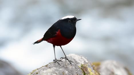 the white-capped redstart is known for its white lovely crown, dark blue-blackish wings and brown under feathers and its tail starts with red