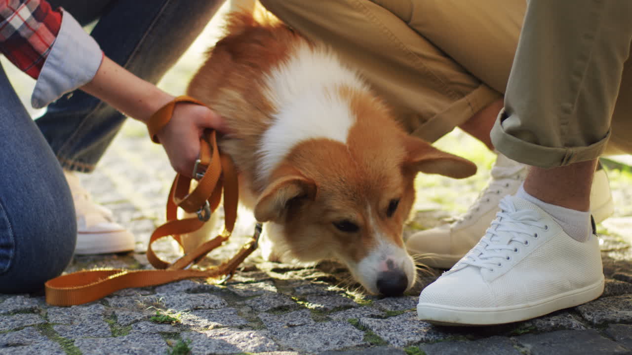 화창한 날 거리에서 남자와 여자가 쓰다듬는 귀여운 코기 개를 가까이서 볼 수 있습니다.