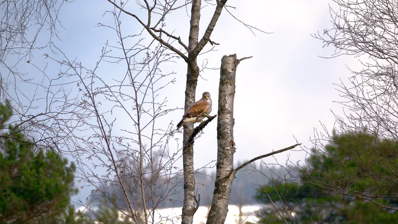 Beautiful falcon sits on the tree in a forest in windy weather and looks around. The wind blows the trees around
