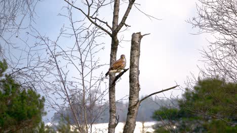 beautiful falcon sits on the tree in a forest in windy weather and looks around. the wind blows the trees around
