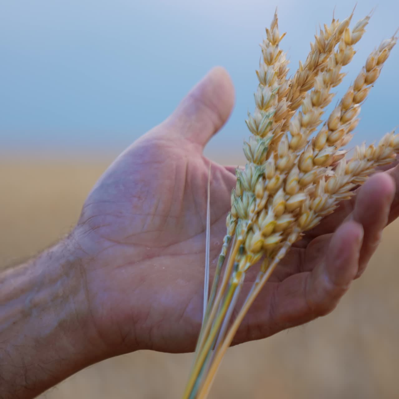 A few yellow ripe ears of wheat in the male hands. Farmer holding spikelets carefully with love. Close up. Blurred backdrop