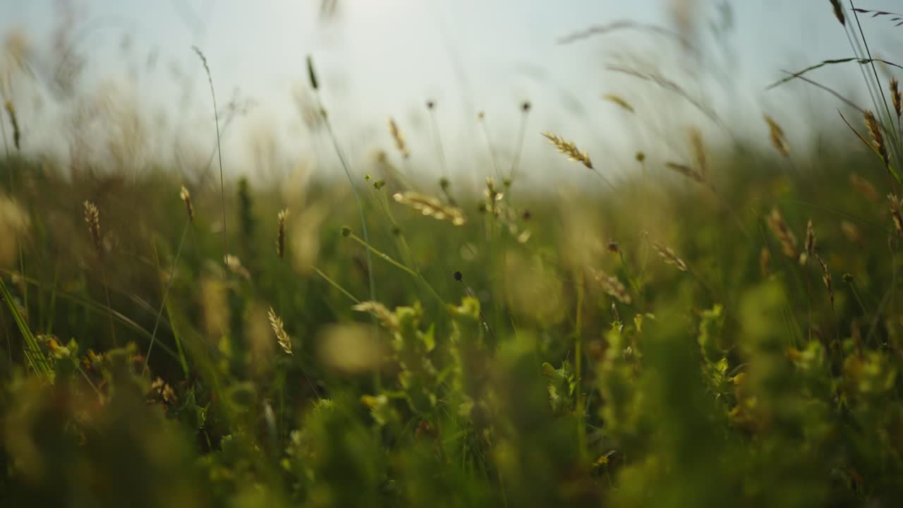 빛 속의 아름다운 초원