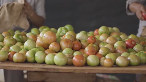 Freshly-Picked-Tomatoes-Being-Sorted-On-A-Table-By-Workers,-Showing-Vibrant-Colors-And-Variety