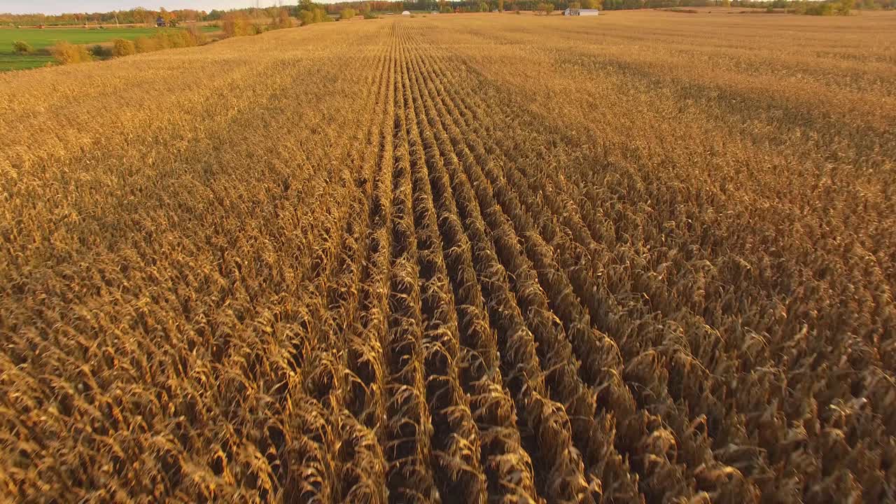 hermoso campo de maíz al atardecer en canadá