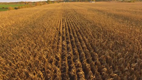 beautiful corn field at sunset in canada