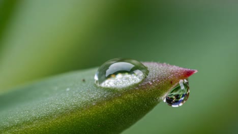 enchanting macro photography of water droplets on a leaf tip, showcasing nature's delicate beauty and intricacies in a lush green environment