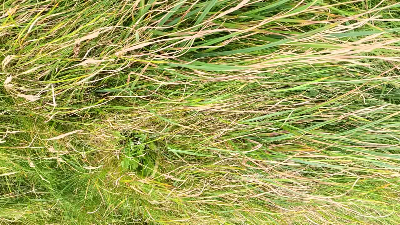 la hierba se balancea suavemente en la brisa