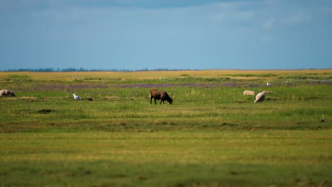 sheep graze on the lush green meadow on the danish coast