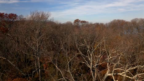 Una-Vista-Aérea-De-Las-Ramas-Secas-De-Los-árboles-Por-Kings-Park-Bluff-En-Long-Island,-Nueva-York,-En-Un-Día-Soleado-Con-Cielos-Azules-Y-Nubes-Blancas.