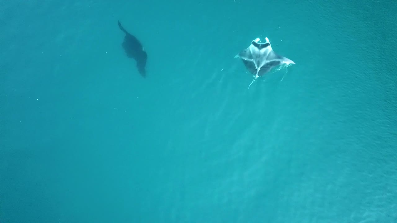 Fiji - Filming mantarays with the drone