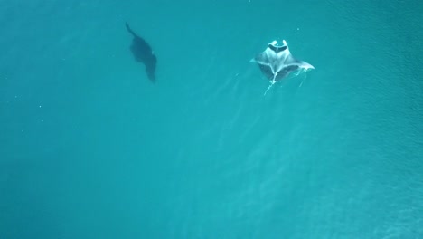 Fiji---Filmando-Mantarrayas-Con-El-Dron