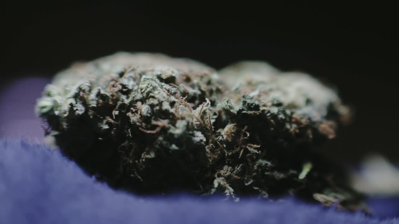 칙칙한 녹색 말린 마리화나 새싹 - 클로즈업 샷