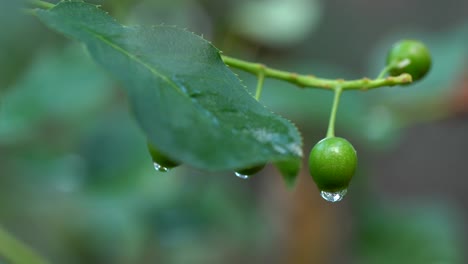 Nahaufnahme-Von-Wassertropfen-Auf-Wilden-Früchten