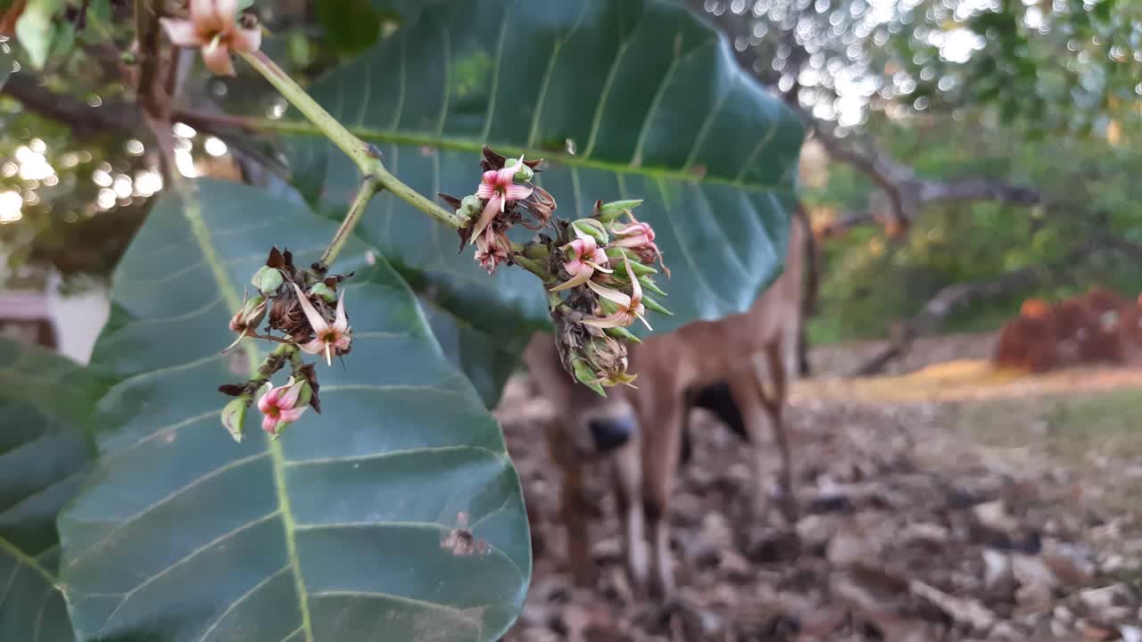 cerca de flores silvestres secas en bush, ternero rumiando en segundo plano.