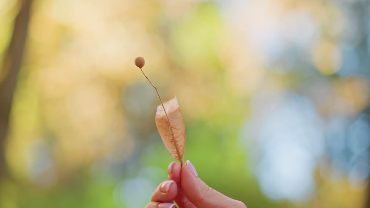 close up manicured fingers gently turning dry brown seed pod against soft colorful forest bokeh, celebrating peaceful autumn atmosphere and delicate curiosity