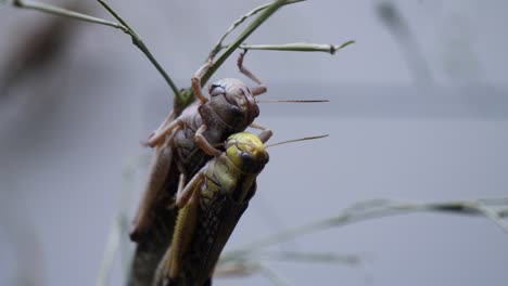 Macro-shot-of-Grasshopper-couple-having-sex-outdoors,-in-focus-shot