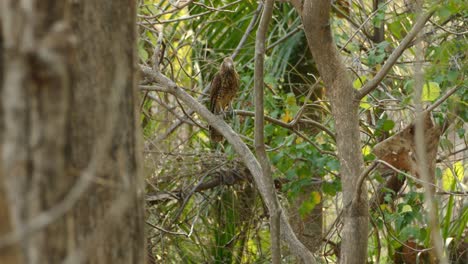 Greifvogel,-Der-Sich-Durch-Äste-In-Einem-Tropischen-Wald-In-Panama-Umschaut