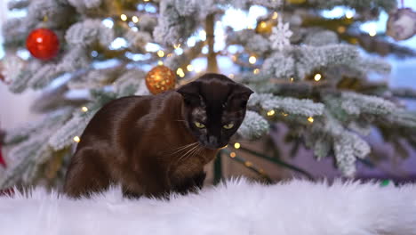 cat near christmas tree