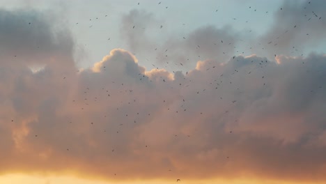 Tausende-Von-Vögeln-In-Der-Ferne-Bei-Sonnenuntergang-Auf-Den-Galapagos-Inseln