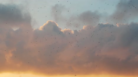 thousands of birds in distance at sunset in galapagos islands