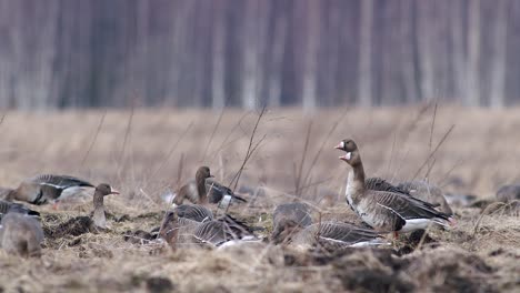 Große-Herde-Von-Blässgänsen-Und-Anderen-Gänsen-Während-Des-Frühjahrszugs,-Die-Sich-Auf-Der-Wiese-Ausruhen-Und-Fressen,-Heben-Ab